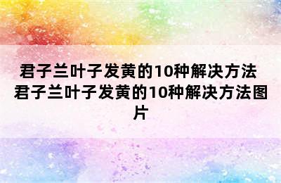 君子兰叶子发黄的10种解决方法 君子兰叶子发黄的10种解决方法图片